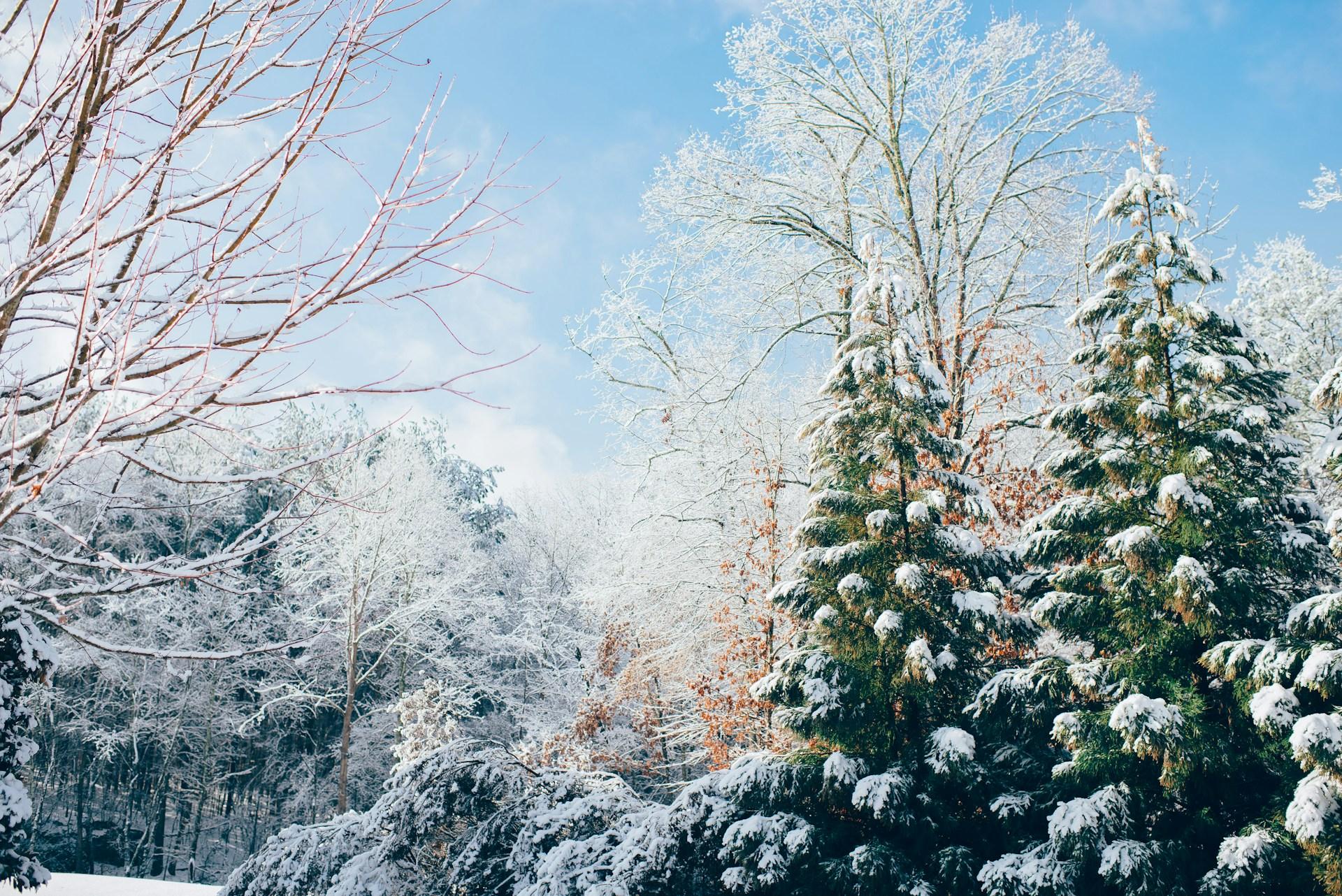 Cover Image for Beating the Winter Blues: Natural Ways to Support Your Mood This Season