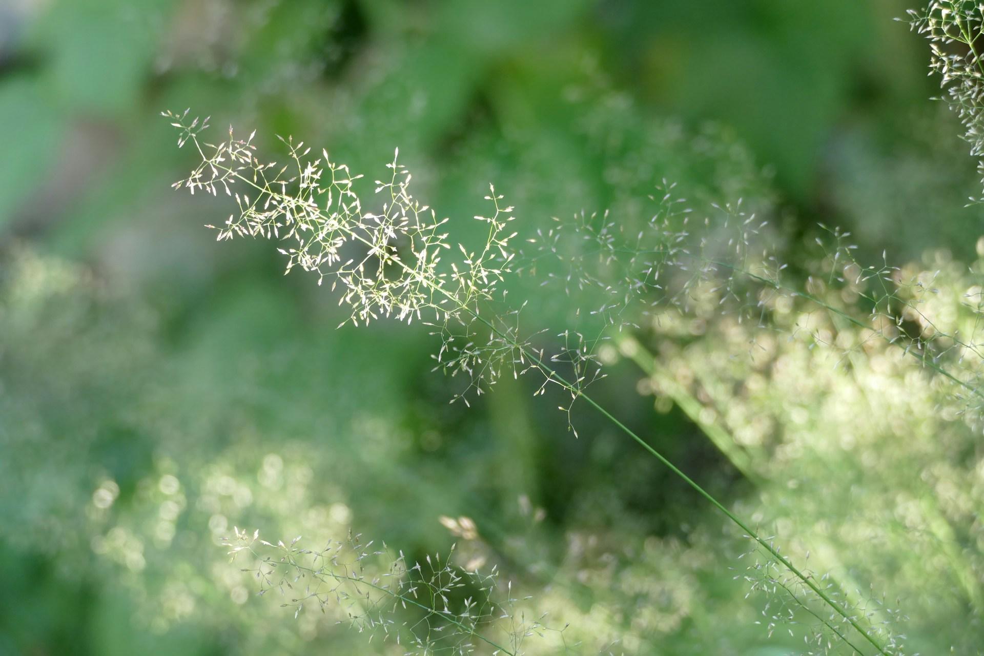 Cover Image for Say Goodbye to Hay Fever: Private Allergy Clinic Services in Stoke-on-Trent & Stafford